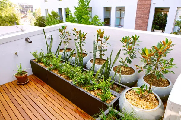 Lắp chậu cây sân thượng